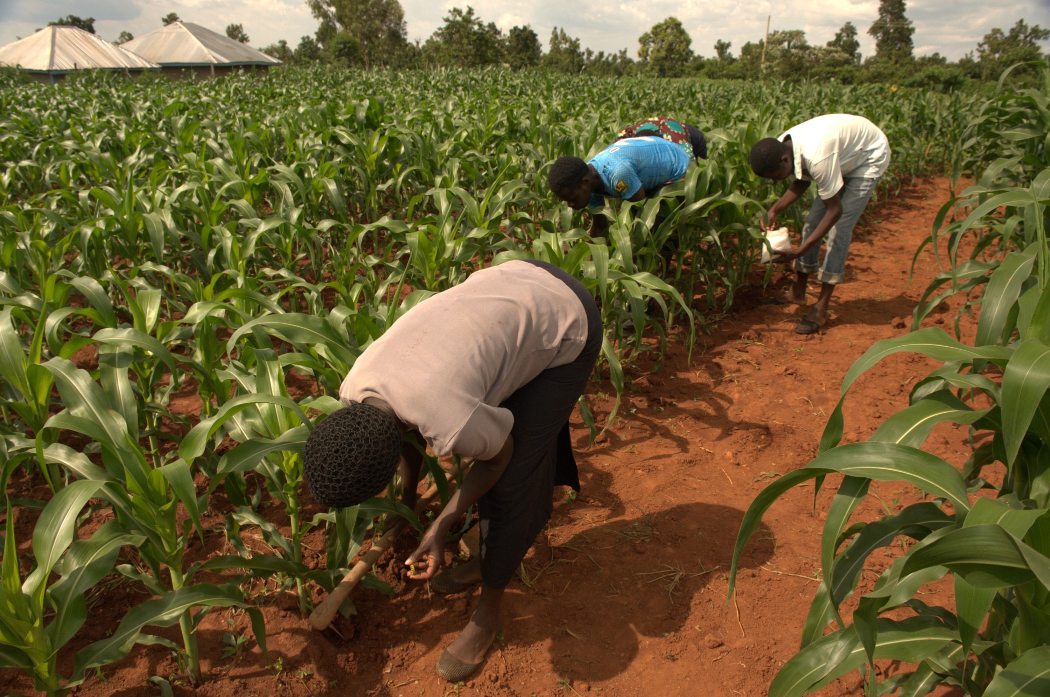 Nutrient Management Practices for Good Maize Yields : Potassium